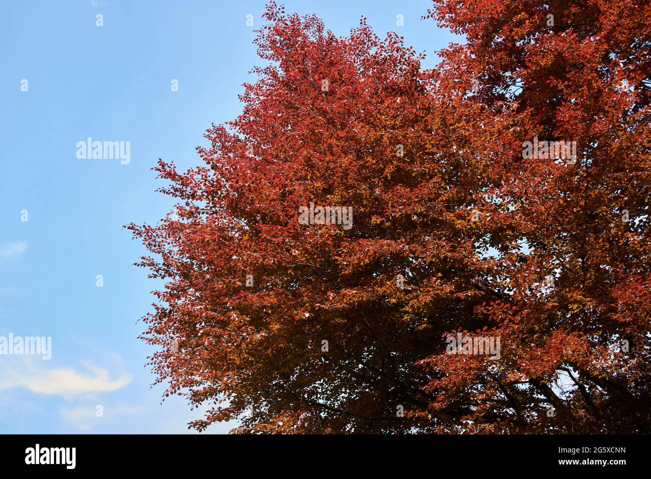 Rotes Laub des Fagus sylvatica purpurea-Baumes im Frühling Stockfoto