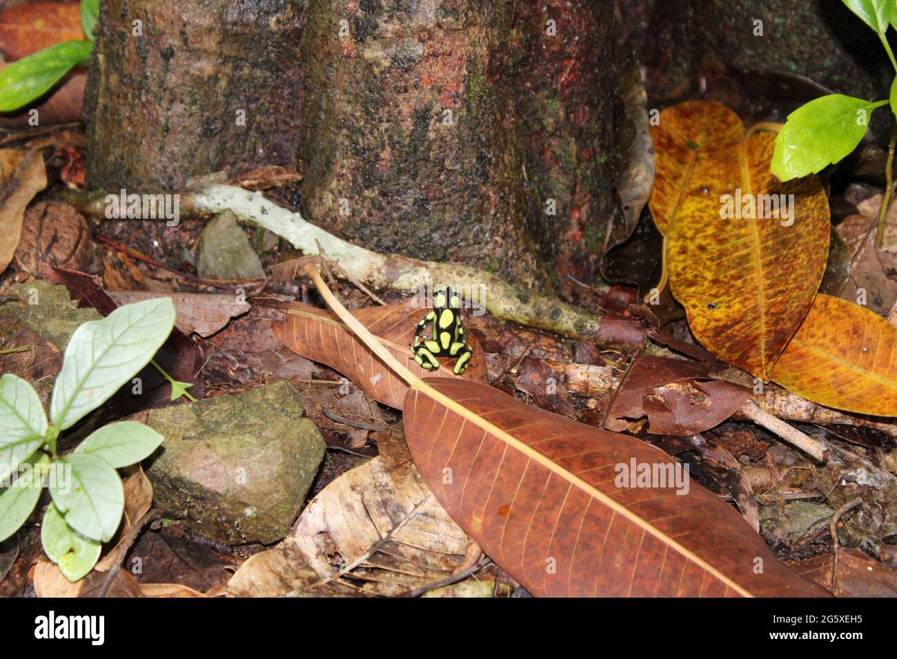 Endemischer giftiger Frosch im Südwesten kolumbiens. Stockfoto