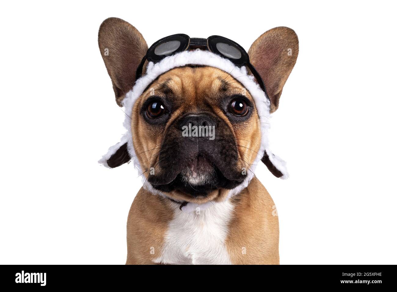 Kopfschuss eines niedlichen jungen jungen französischen Bulldoggen-Jungen, der mit braunem Pilotenhut und Schutzbrille nach vorne zeigt. Blick direkt auf die Kamera. Isoliert Stockfoto