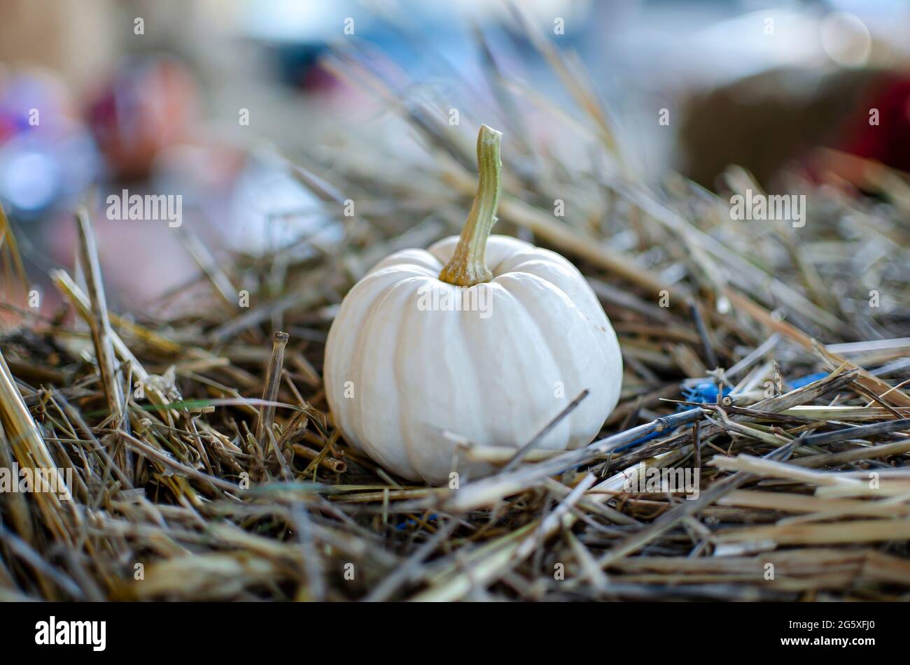 Halloween Kürbis. Weißer Kürbis auf einem Hintergrund von Heu im rustikalen Stil. Hintergrund für Halloween. Für Text platzieren Stockfoto