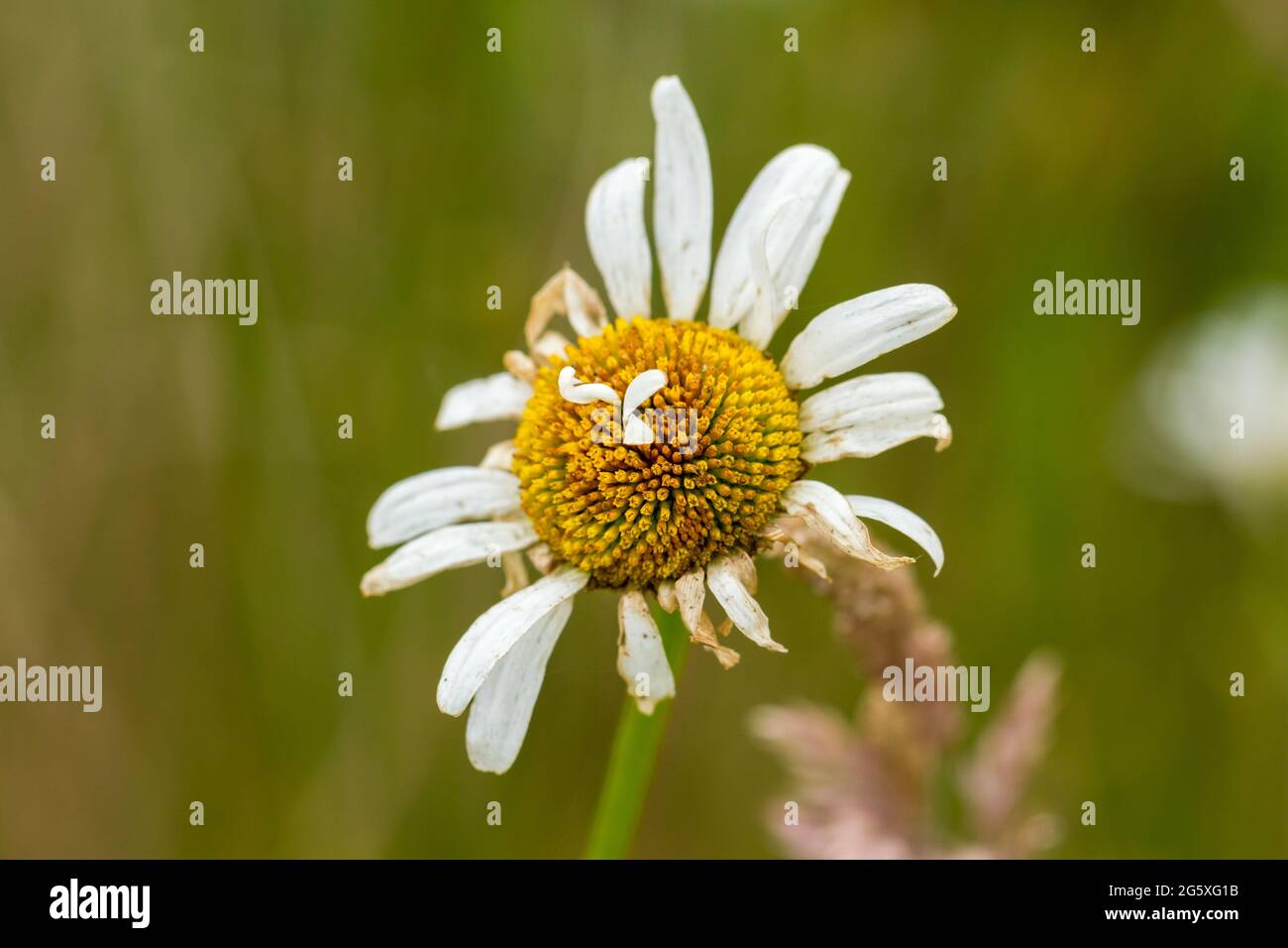 Eine sterbende Gänseblümchen-Blume, Vereinigtes Königreich Stockfoto