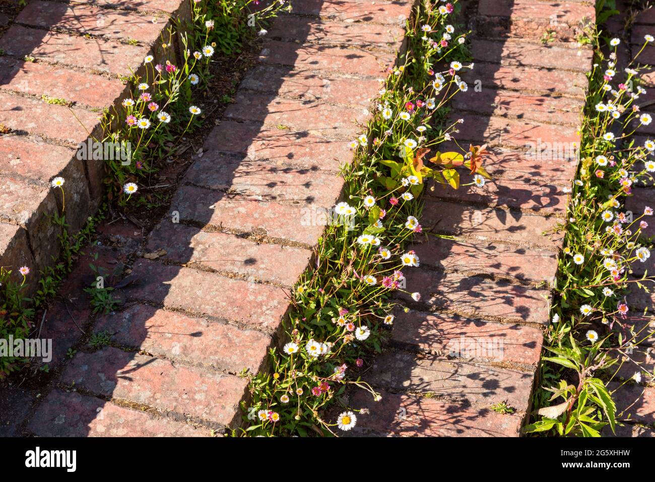 Erigeron karvinskianus, oder mexikanischer Fleablane, wächst in Ziegelstufen, Großbritannien 2021 Stockfoto