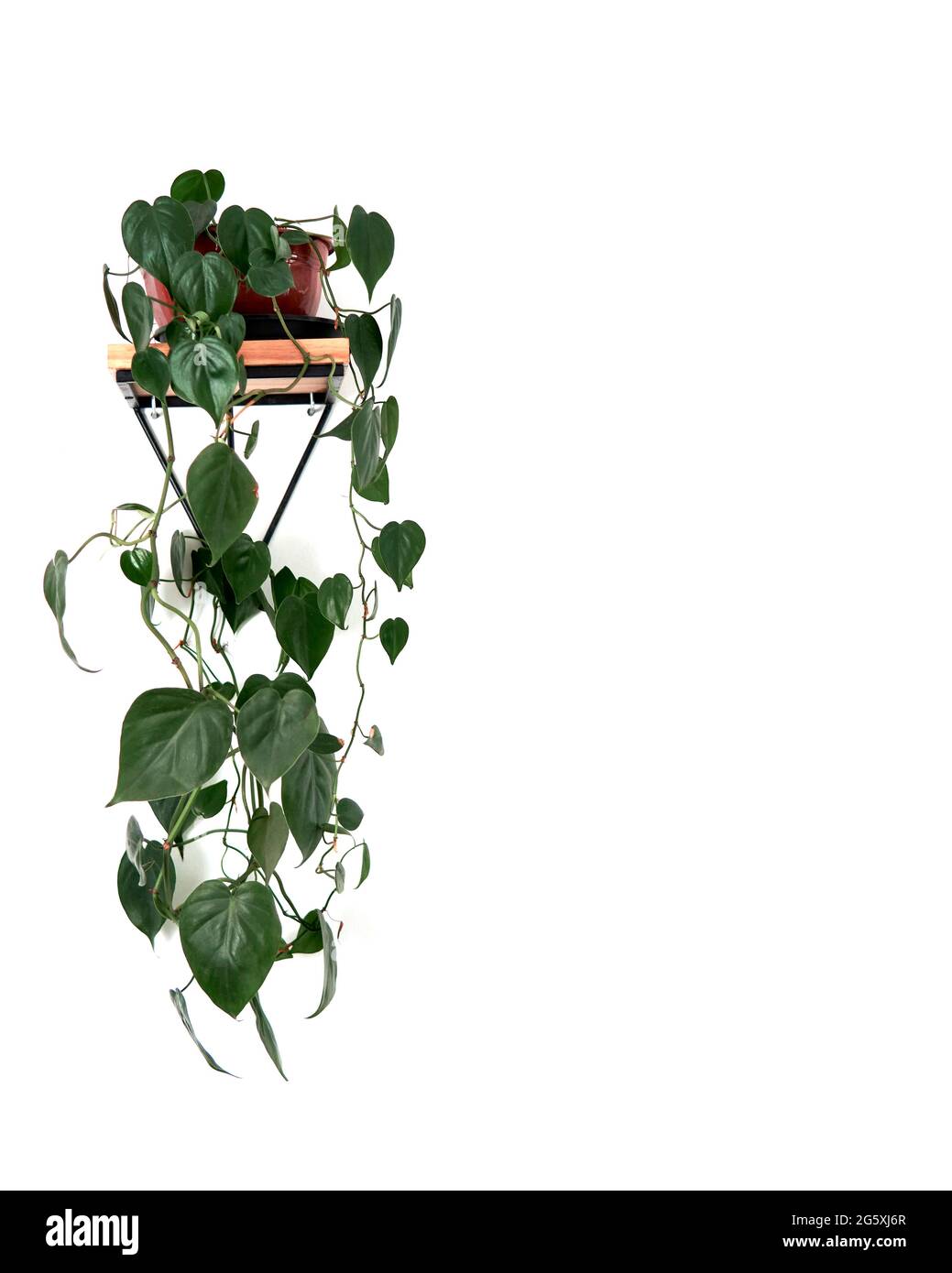 Grüne Pflanze Eipremnum aureum auf einer weißen Wand drinnen, vertikale Dekoration Stockfoto