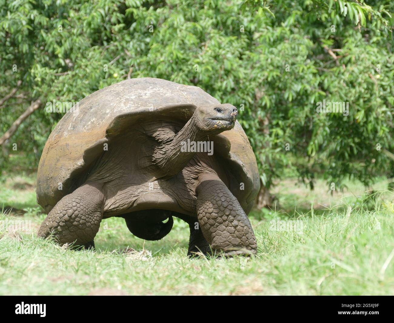 Die Galapagos-Riesenschildkröte Chelonoidis nigra ist die größte terrestrische Schildkrötenart. Stockfoto