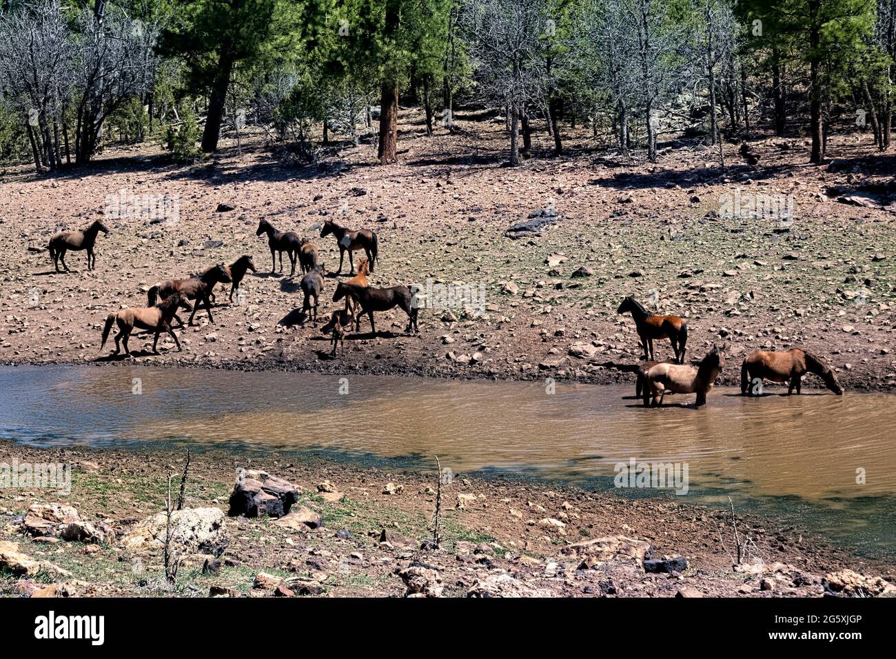 Wilde Pferde im Fluss auf dem Kaibab Plateau, Arizona Trail, Arizona, USA Stockfoto