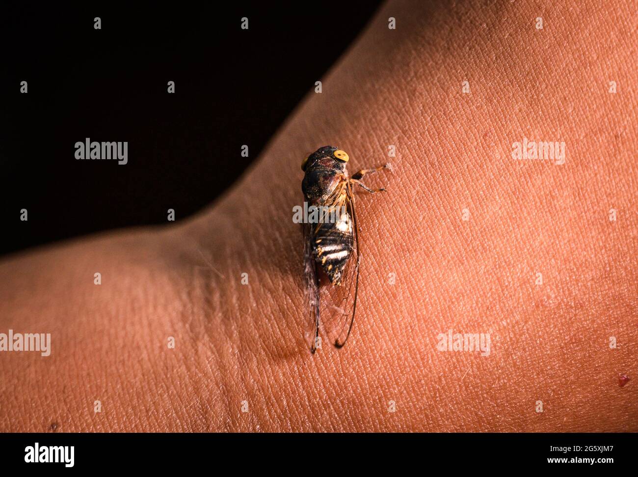 Lemuriana apicalis (Germar,1830) ist eine der indischen Arten von Zikaden. Zikaden sind Mitglieder der Superfamilie Cicadoidea und unterscheiden sich physisch durch ihre starken Körper, ihre breiten Köpfe, ihre durchsichtigen Flügel und ihre großen zusammengesetzten Augen. Zikaden sind berühmt für ihre Vorliebe, über viele Jahre vollständig zu verschwinden, nur um in regelmäßigen Abständen wieder in Kraft zu treten. Mehrere Kulturen betrachteten diese Insekten aufgrund ihrer ungewöhnlichen Lebenszyklen als mächtige Symbole der Wiedergeburt. Die Zikade hat den längsten Lebenszyklus eines Insekts und reicht von 2 bis 17 Jahren. Brut X (Brut 10), eine der Periodika CI Stockfoto