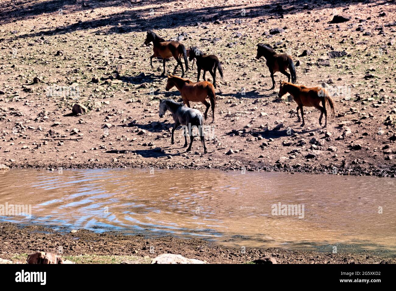 Wilde Pferde im Fluss auf dem Kaibab Plateau, Arizona Trail, Arizona, USA Stockfoto