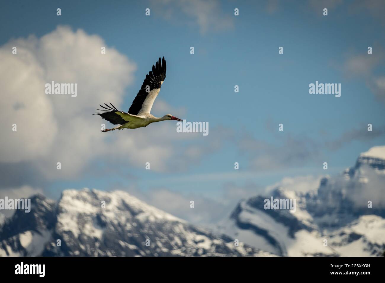 Weissstorch, Weißstorch fliegt mit verschneiten Bergen im Hintergrund Stockfoto