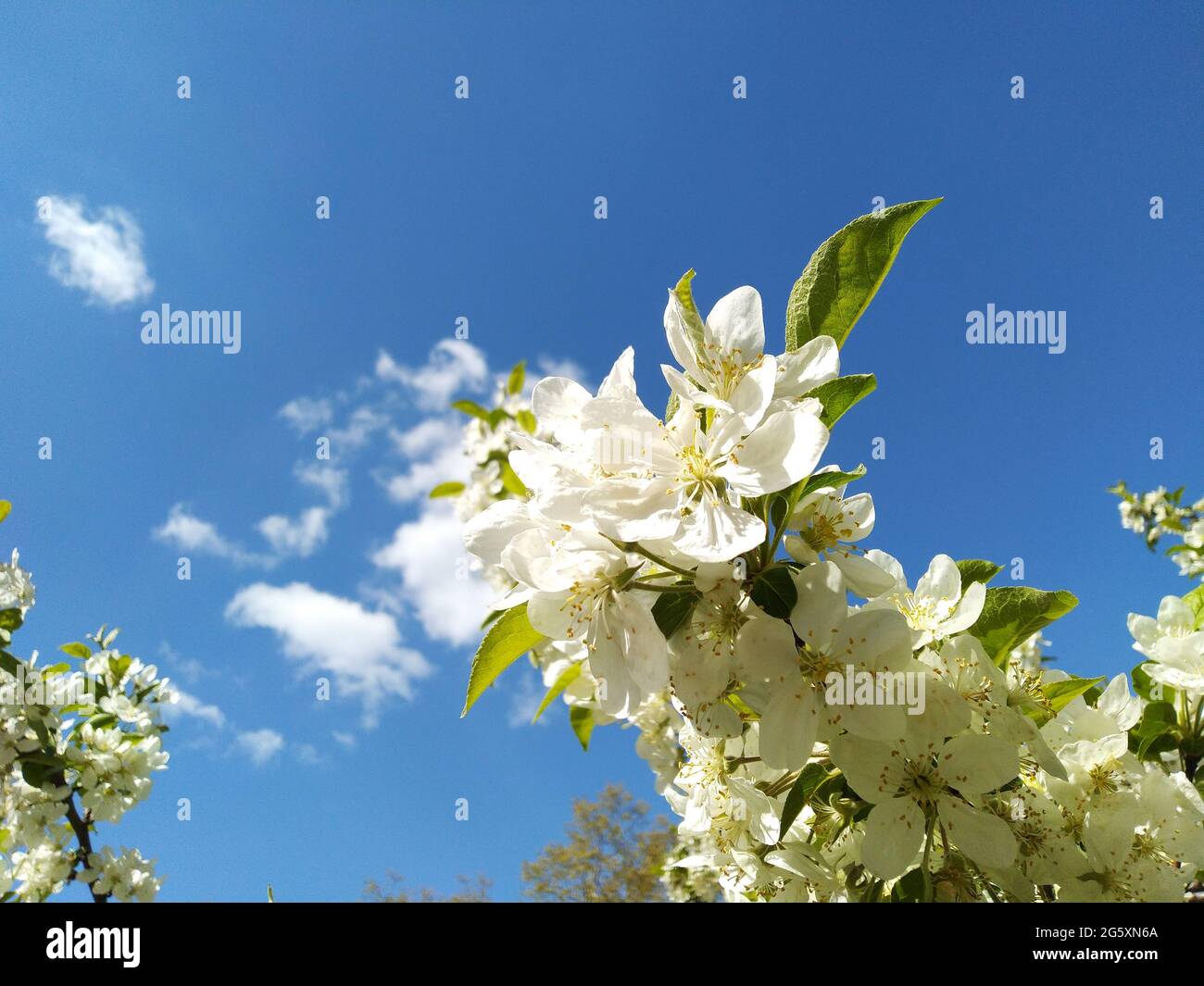 Weiße Kirschblüten mit klarem blauen Himmel. Das Foto wurde in Lyon, Frankreich, aufgenommen. Sonnenschein und weiße Kirschblüten kündigen den Frühling an. Stockfoto
