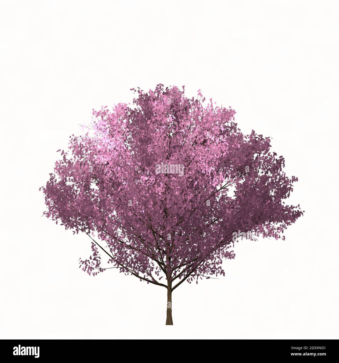 Sakura-Baum auf weißem Hintergrund isoliert. Einfache Farbdarstellung. Stockfoto
