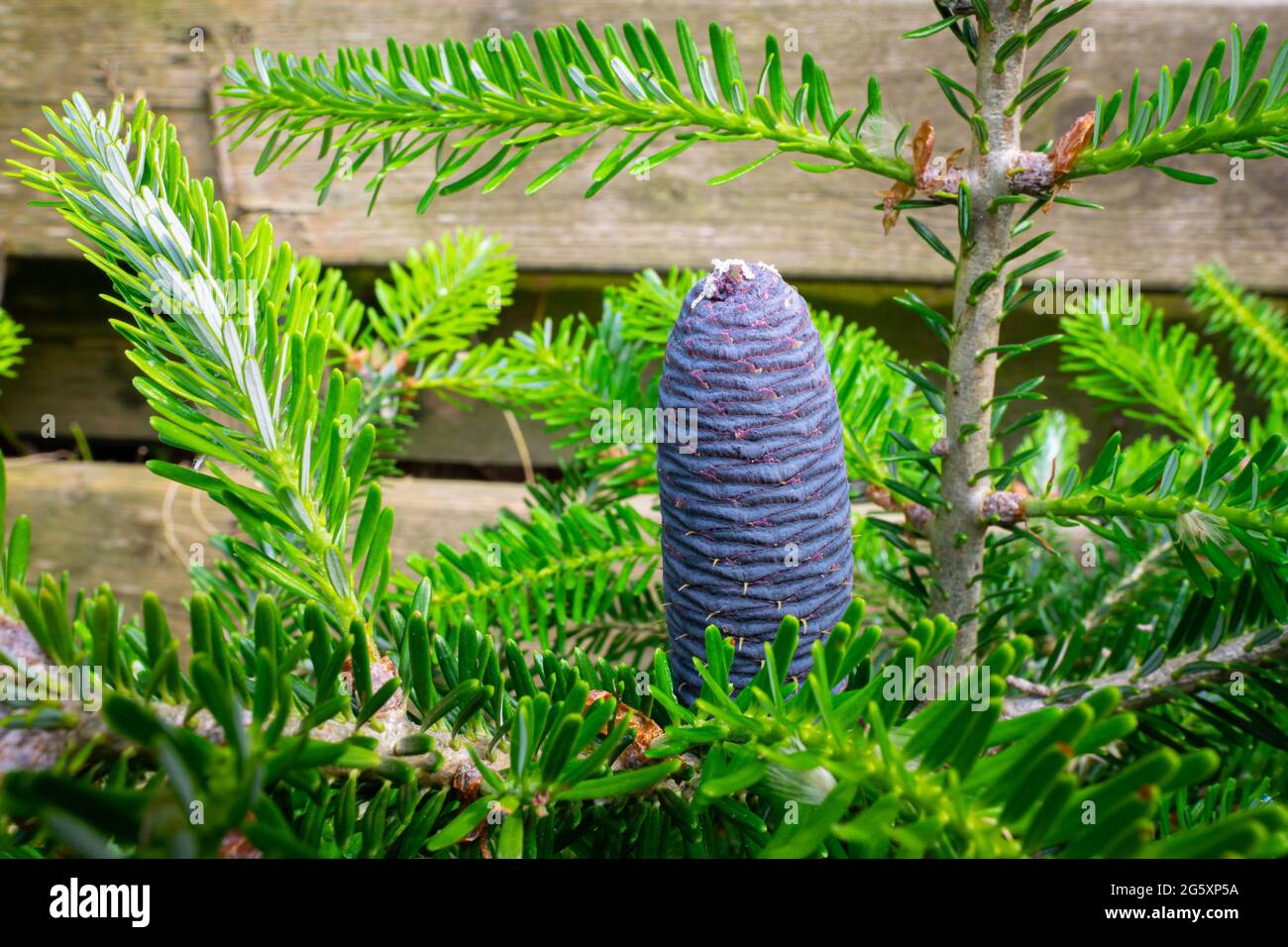 Junger lila gefärbter Kegel aus koreanischer Silbertanne (Abies koreana) Stockfoto