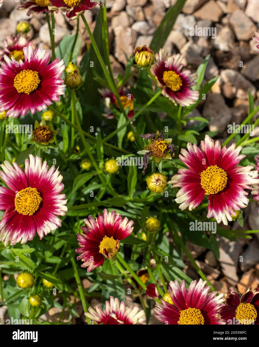 Leading Lady 'Iron Lady' Coreopsis, eine Sorte, die in einem Gartenbett mit Steinmulch gepflanzt wurde. Kansas, USA. Stockfoto
