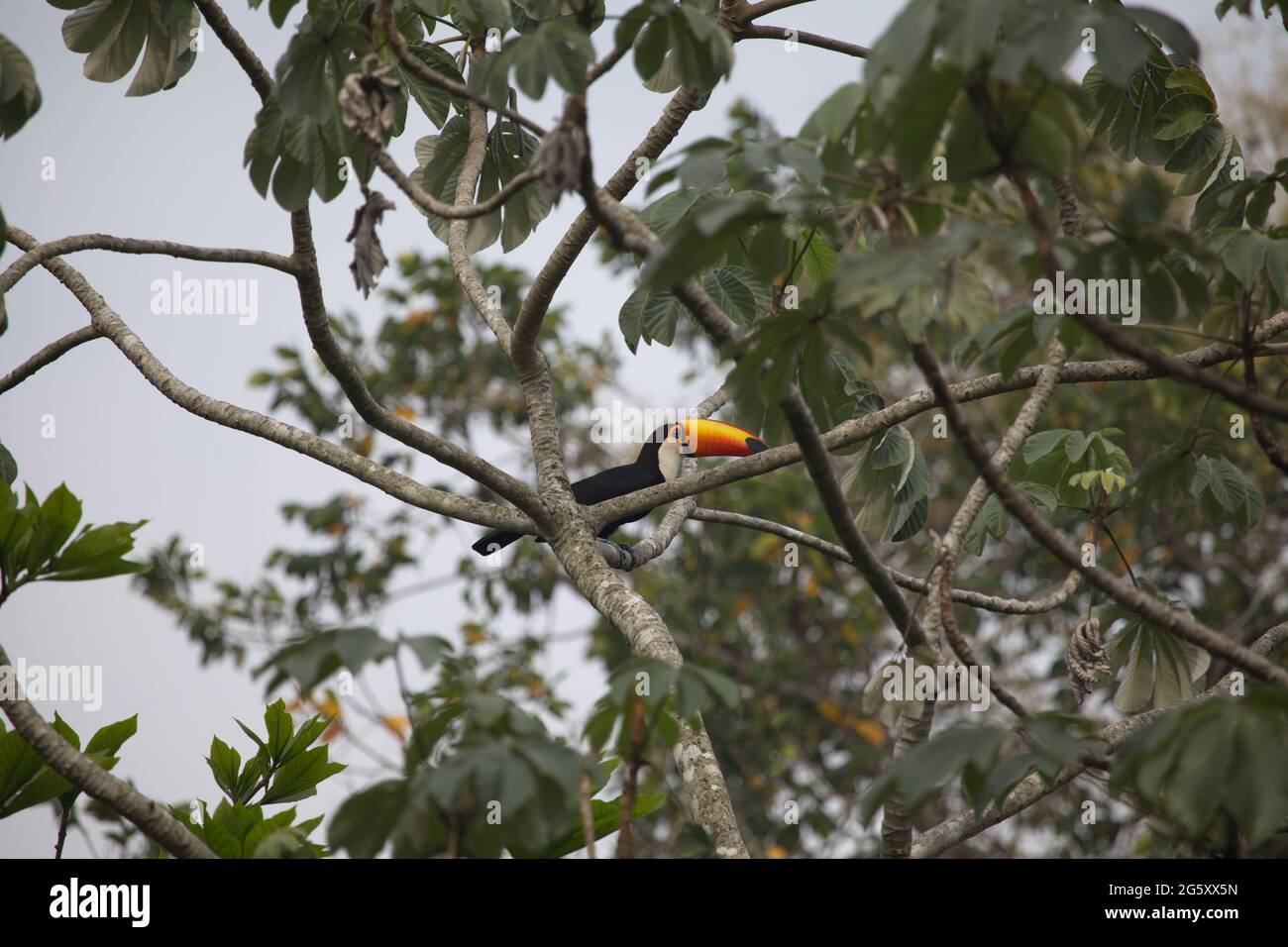 Nahaufnahme von Toucan (Ramphastos toco) in Bäumen sitzend Transpantaneira, Pantanal, Brasilien. Stockfoto