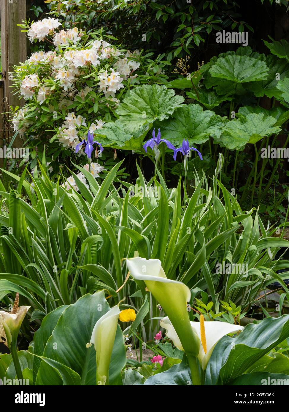 Spätes Frühjahr Interesse an einem Garten in Plymout, Devon, Großbritannien mit Darmera peltata, Rhododendron 'Exquisetum' Iris laevigata 'Variegata' und Zantedeschia aethi Stockfoto