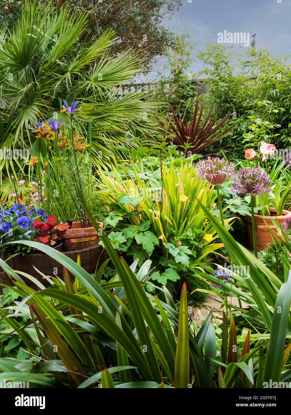 Blick auf einen Teil eines exotisch gestalteten Gartens in Plymouth, Devon, Großbritannien, Anfang Juni. Stockfoto