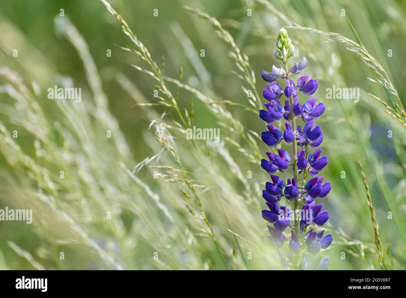 Eine großblättrige Lupinenblume und Grasstachelchen in grünen Wiesendetails. Lupinus polyphyllus. Wunderschöne blau-violette Blüte. Giftige mehrjährige Pflanze. Stockfoto