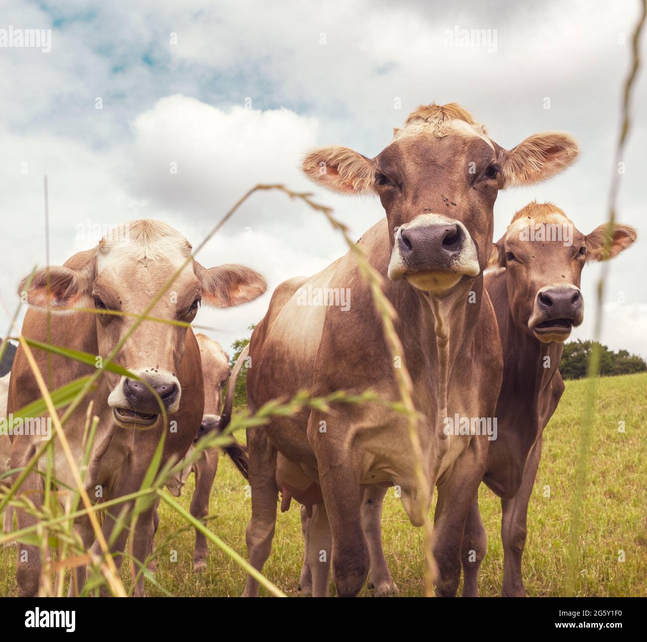 Portrait von drei Aubrac Kühen in der Natur Stockfoto