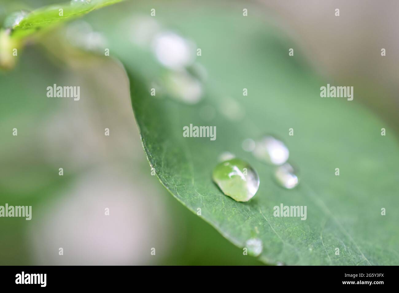 Natur grünes Blatt nach Regen Stockfoto