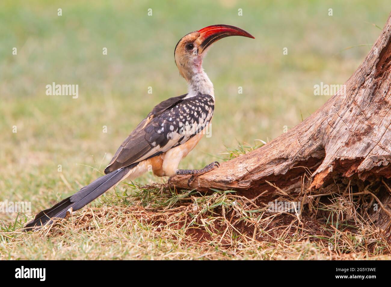 nördlicher Rotschnabelhornschnabel, Tockus erythrorhyncchus, einzelner Vogel, der in kurzer Vegetation auf dem Boden steht, Kenia Stockfoto