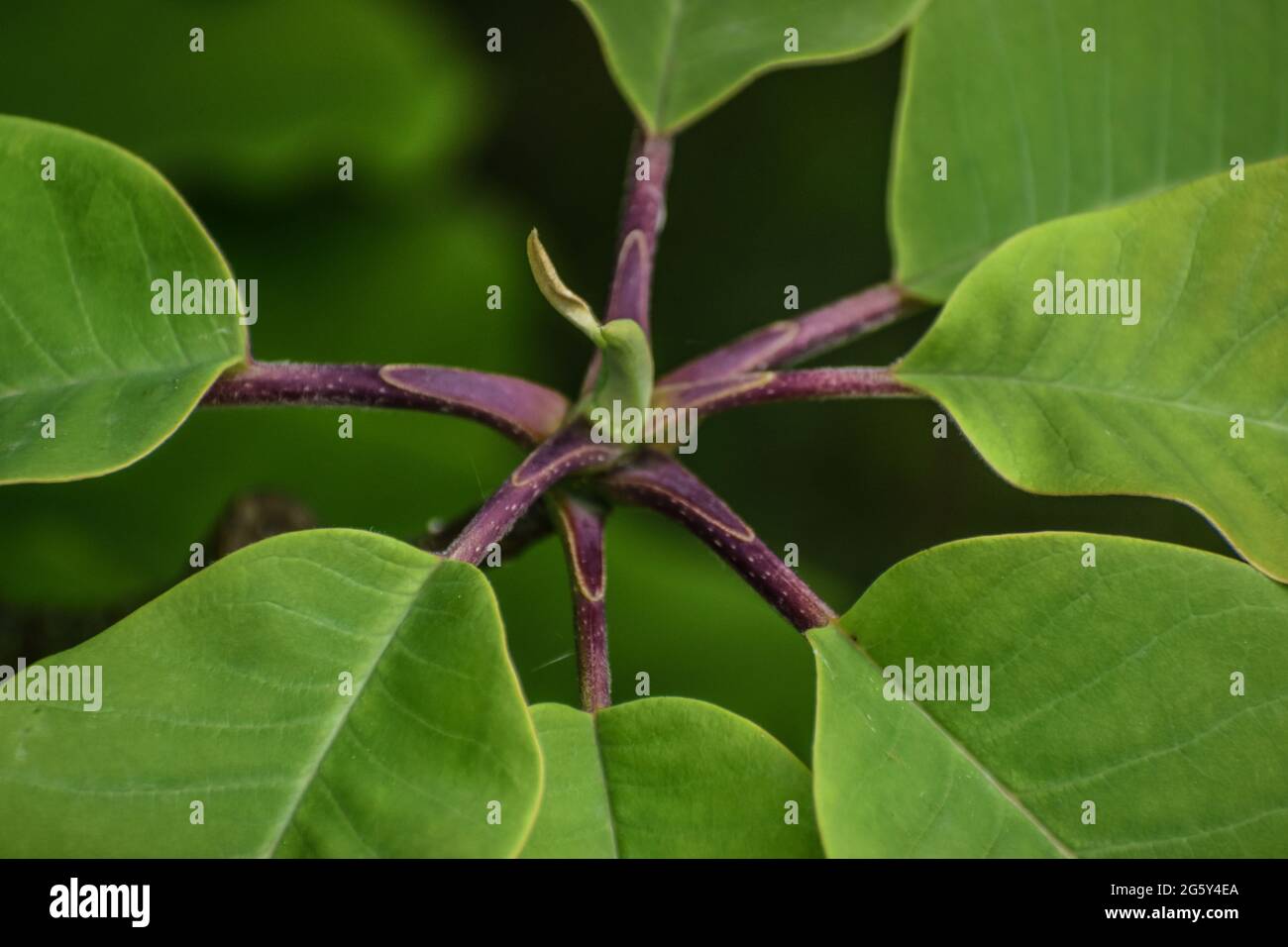 Baum Grüne Magnolienblätter Stockfoto