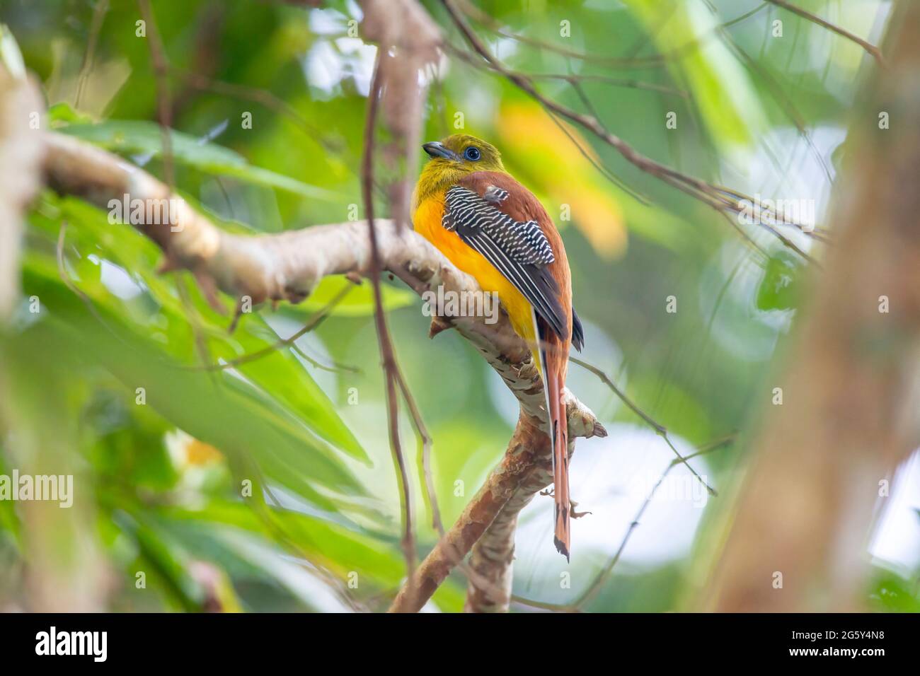 Orangefarbener Trogon, Harpactes oreskios, alleinstehend im Baum sitzend, Cat Tien National Park, Vietnam Stockfoto