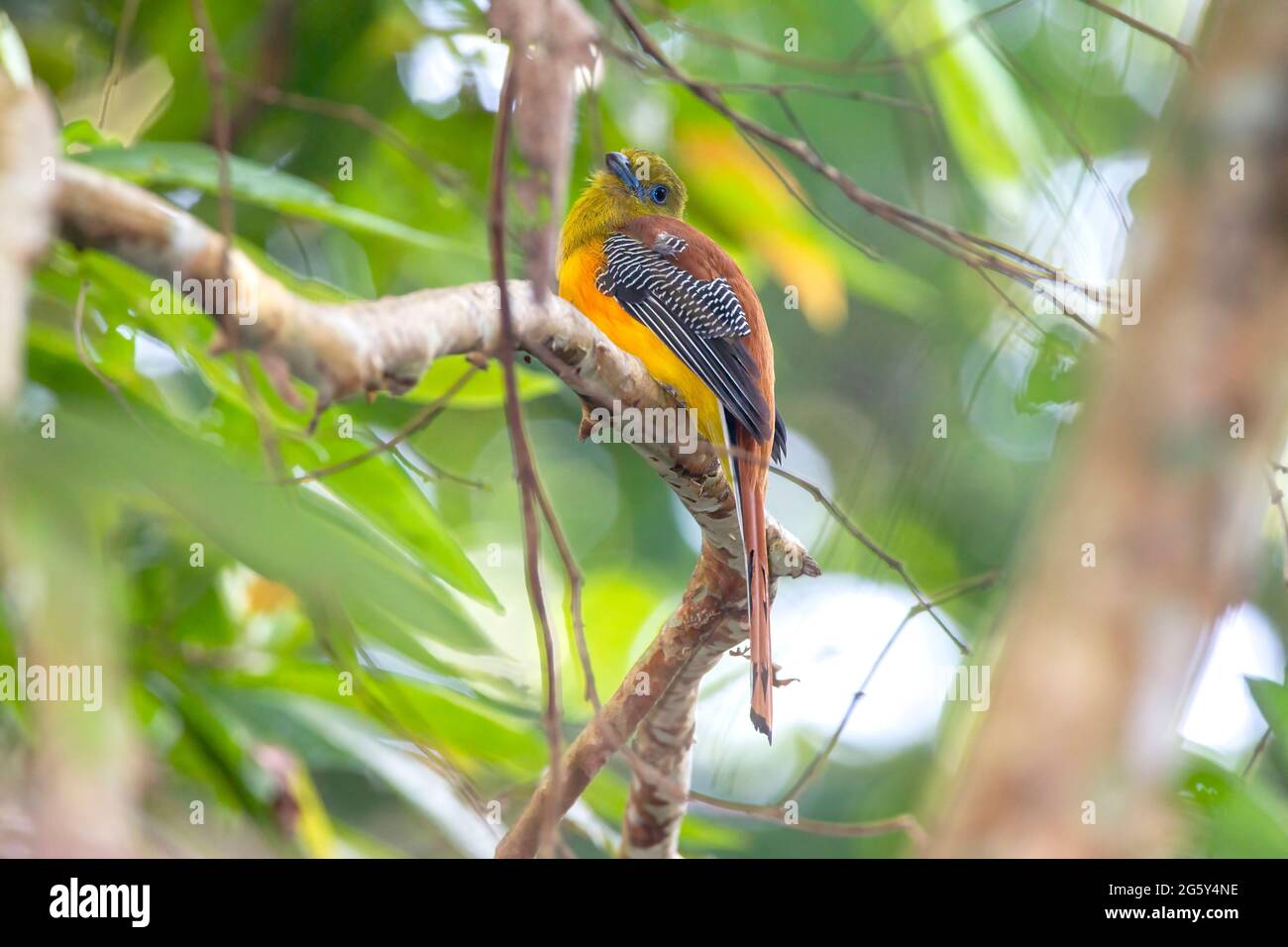 Orangefarbener Trogon, Harpactes oreskios, alleinstehend im Baum sitzend, Cat Tien National Park, Vietnam Stockfoto