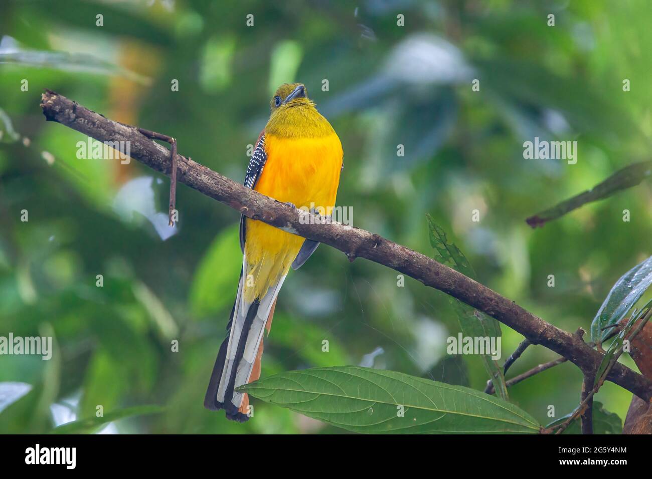 Orangefarbener Trogon, Harpactes oreskios, alleinstehend im Baum sitzend, Cat Tien National Park, Vietnam Stockfoto