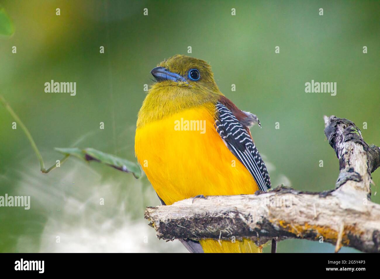 Orangefarbener Trogon, Harpactes oreskios, alleinstehend im Baum sitzend, Cat Tien National Park, Vietnam Stockfoto