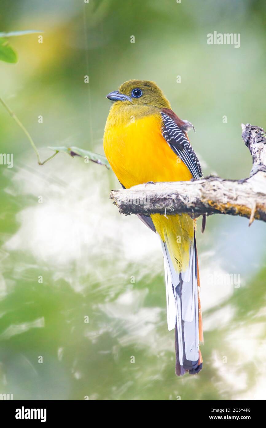 Orangefarbener Trogon, Harpactes oreskios, alleinstehend im Baum sitzend, Cat Tien National Park, Vietnam Stockfoto