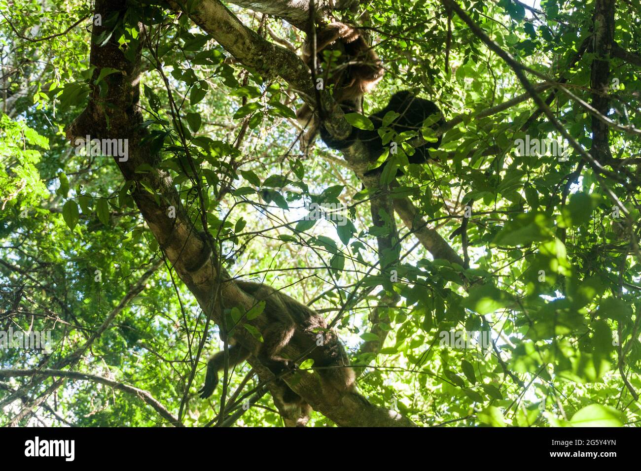 Brüllaffe oder Caraya (Alouatta caraya) in Esteros del Ibera, Argentinien Stockfoto Brüllaffe oder Caraya (Alouatta caraya) in Esteros del Ibera, Argentinien Stockfoto