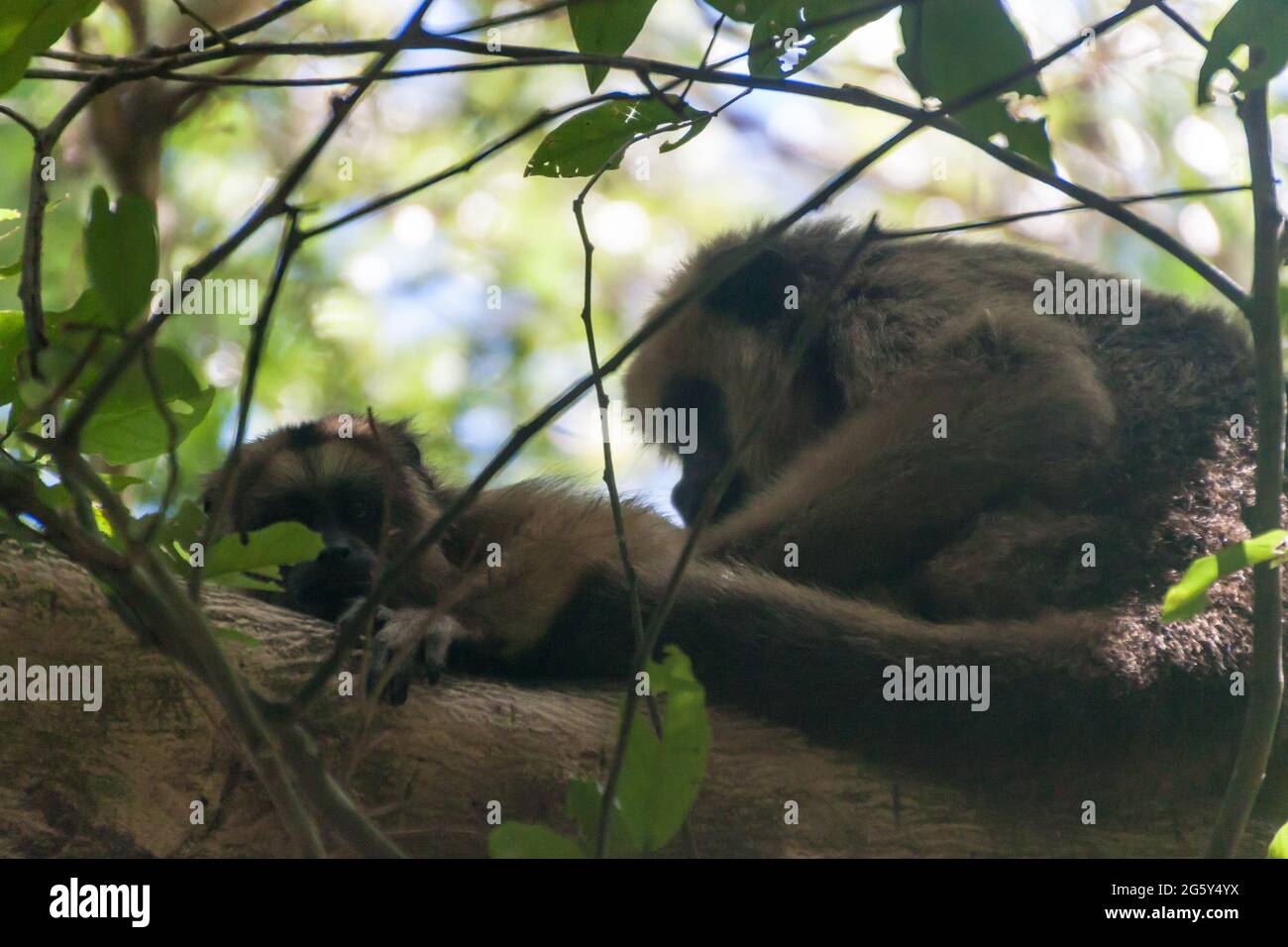 Brüllaffe oder Caraya (Alouatta caraya) in Esteros del Ibera, Argentinien Stockfoto