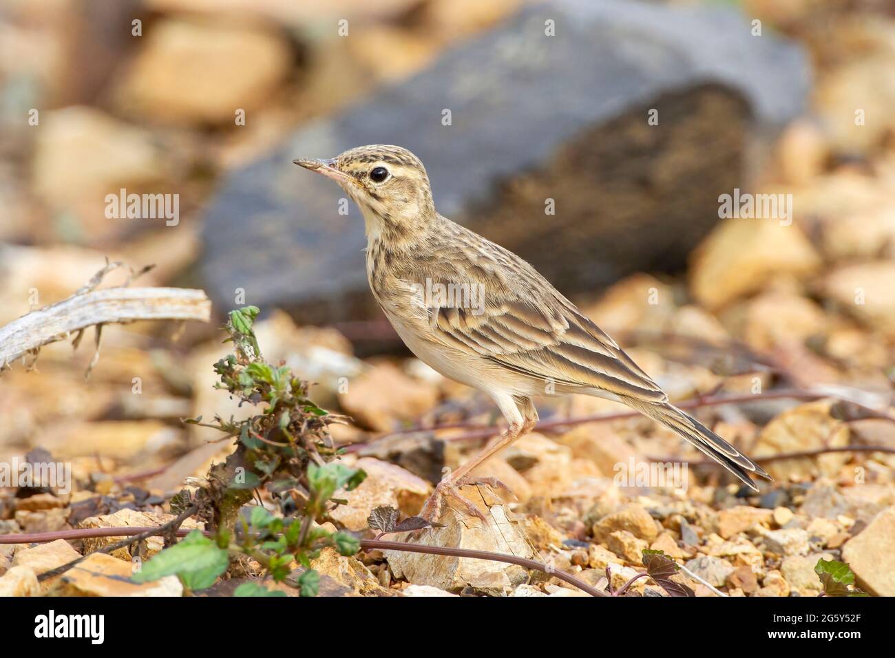 Paddyfield pipit (Anthus rufulus), einzelner Vogel, der auf kurzer Vegetation steht, Yok Dom, Vietnam Stockfoto