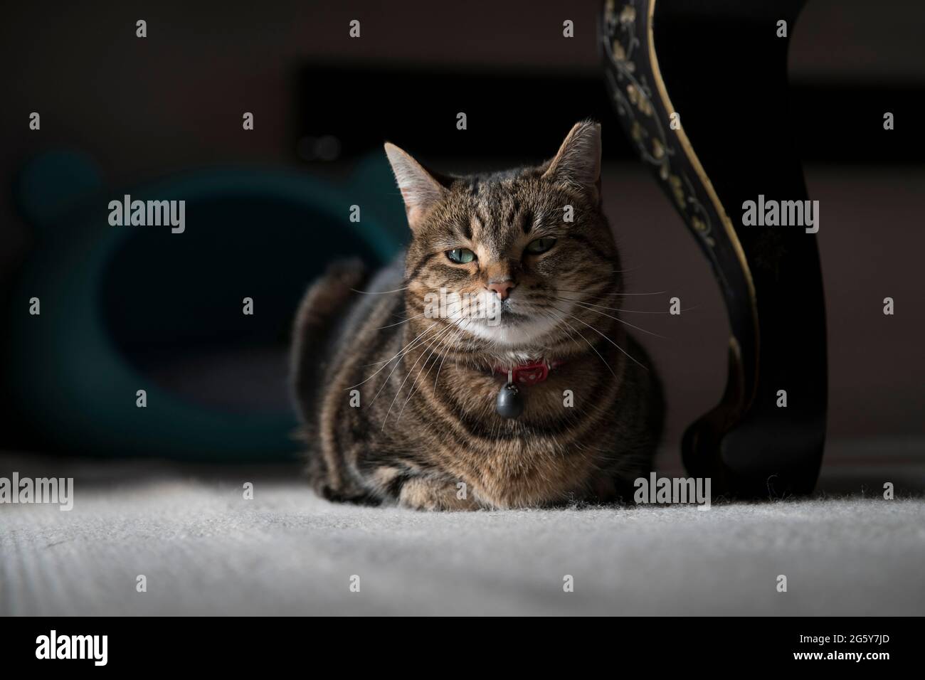 Ein Porträt einer Katze Stockfoto