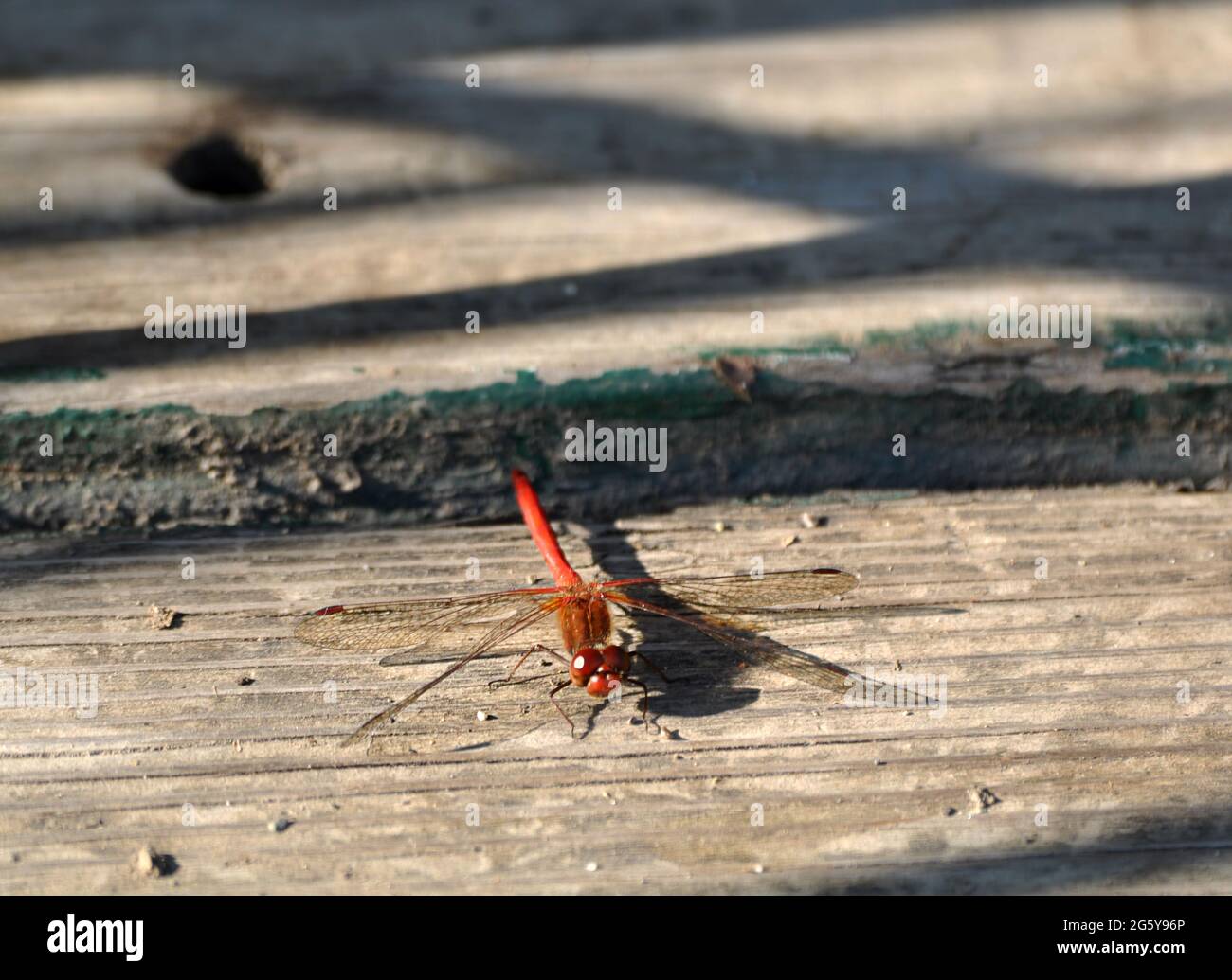 Rotes Libelleninsekt auf Holzbrettern. Dieser Fehler wird manchmal als Rotaderentaucher, Nomade, Sympetrum fonscolombii. Und Odonata-Ordnung bekannt. Stockfoto
