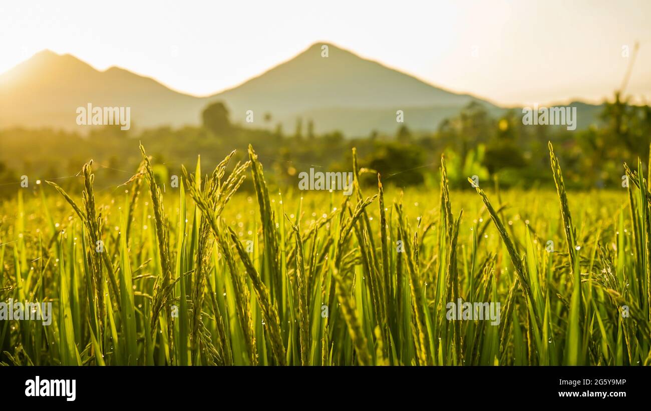 Reis und Morgentau, wenn die Morgensonne scheint Stockfoto