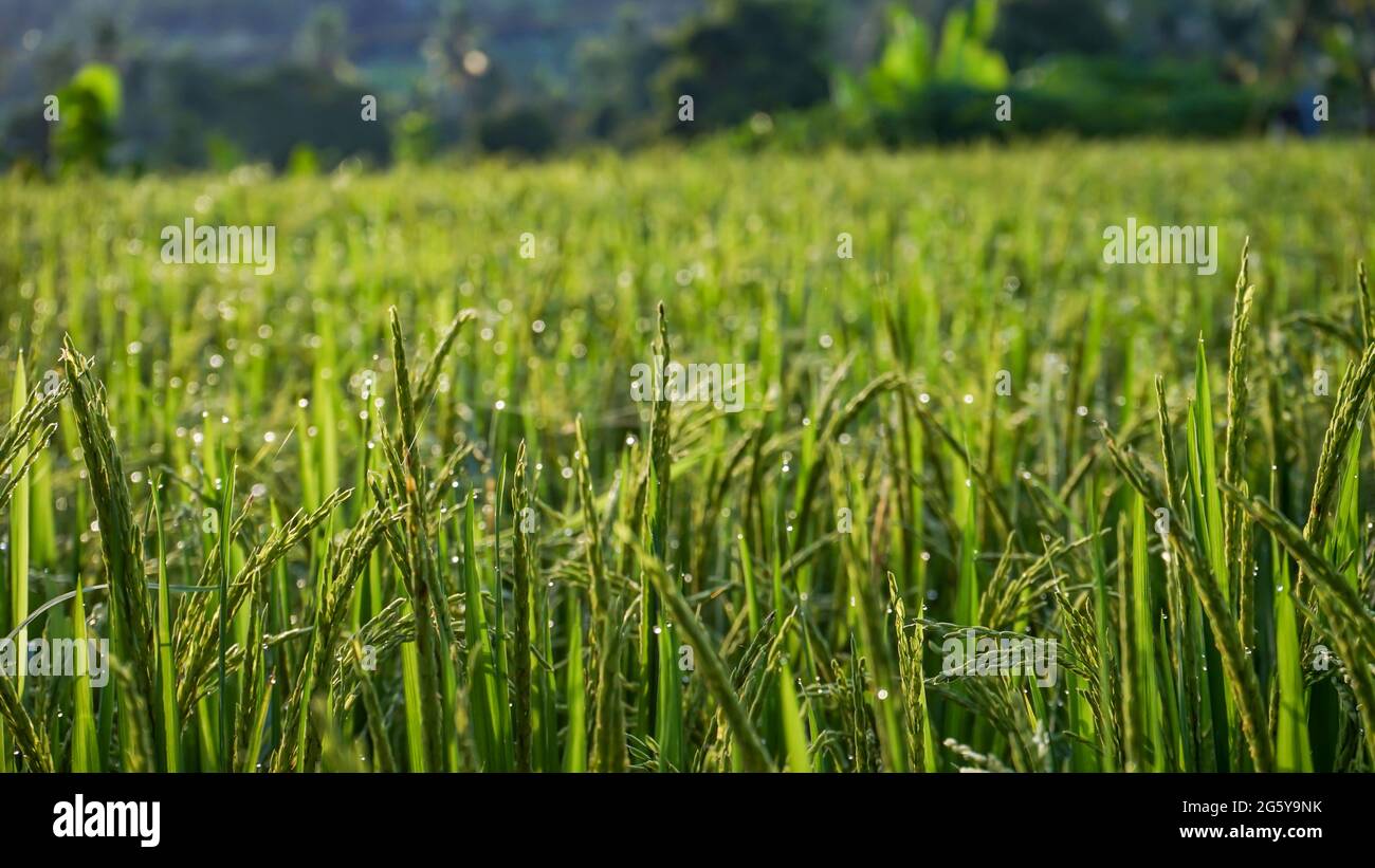 Reis und Morgentau, wenn die Morgensonne scheint Stockfoto
