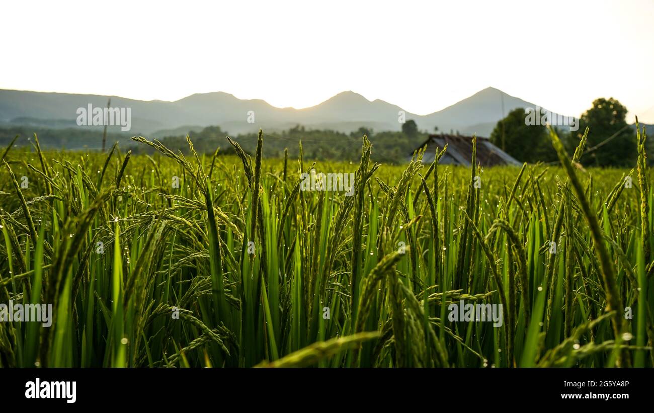 Reis und Morgentau, wenn die Morgensonne scheint Stockfoto