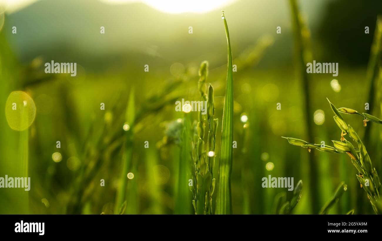 Reis und Morgentau, wenn die Morgensonne scheint Stockfoto