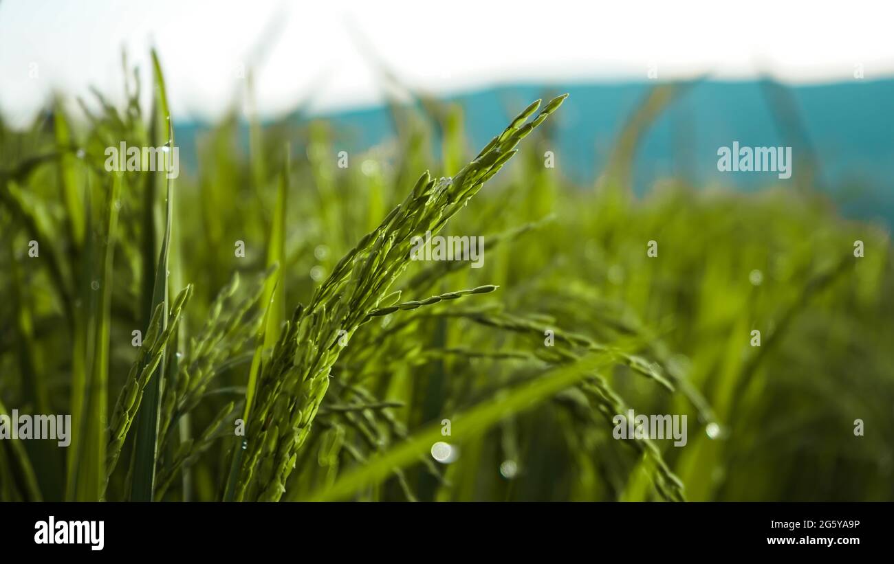 Reis und Morgentau, wenn die Morgensonne scheint Stockfoto