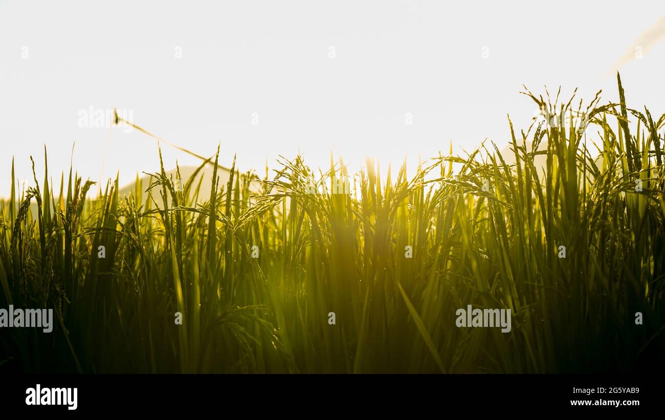 Reis und Morgentau, wenn die Morgensonne scheint Stockfoto