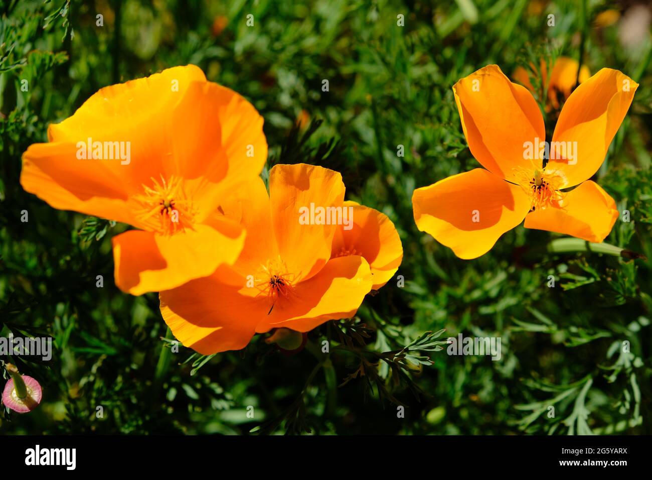Peru Cusco - Inka-Ruinen Qorikancha Garten gelbe Blume California Mohnblume Stockfoto