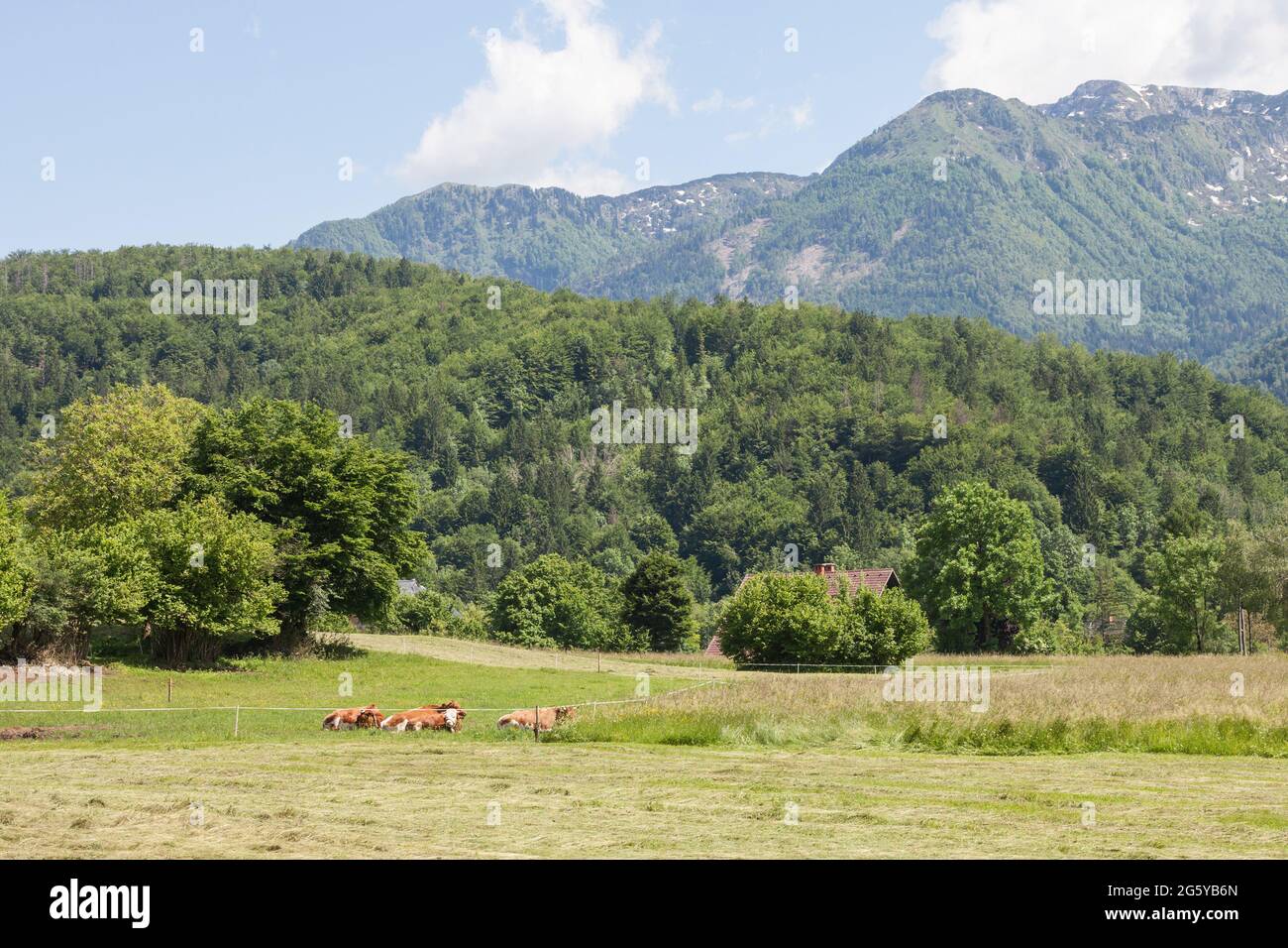 Bild von Kühen, die vor den Julischen Alp-Bergen in Bohinj, slowenien, faulenzen. Die Julischen Alpen sind ein Gebirgsmassiv der südlichen Kalkalpen Stockfoto