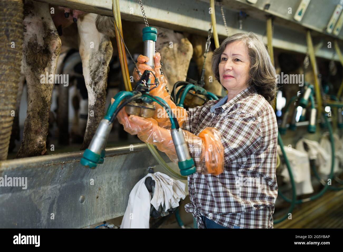Ältere Frau, die Ausrüstungen für das Melken von Kühen vorbereitet Stockfoto
