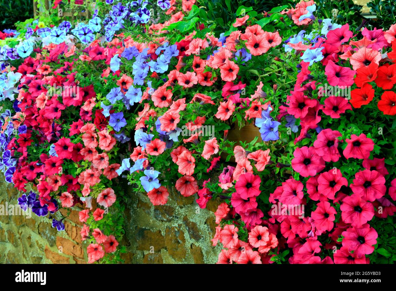 Petunia, Petunien, lila, rosa, blau, Roter, überhängender Stein, Vorgarten, Wand, Norfolk, England Stockfoto