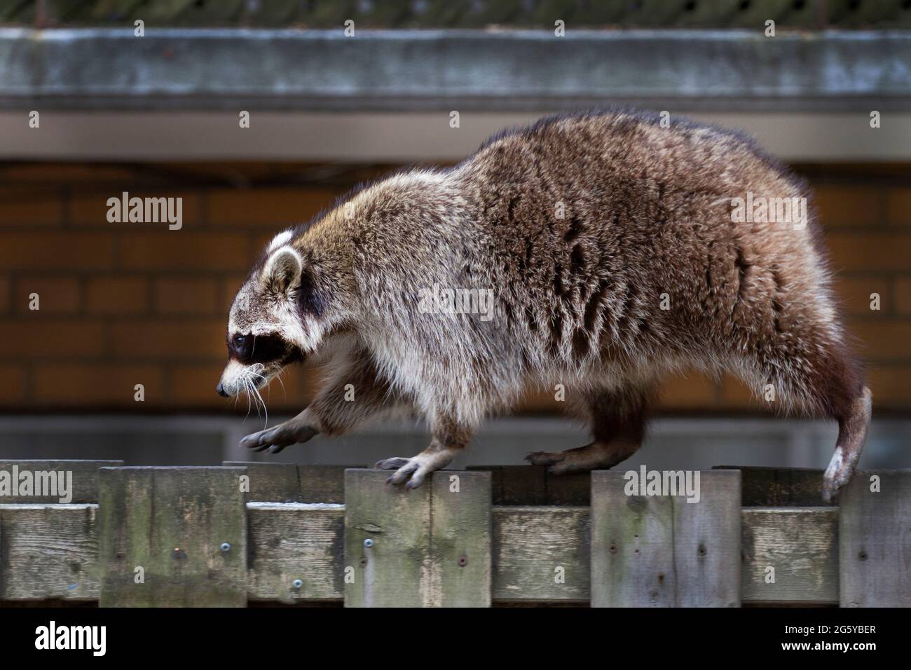 Ein junger Waschbär, der an einem Hinterhofzaun entlang läuft. Stockfoto