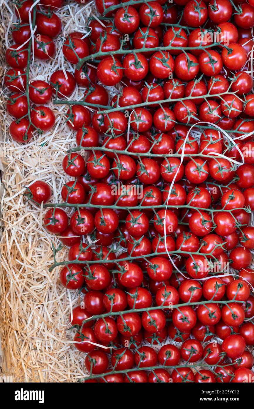 Draufsicht auf Mini-Tomaten Zweige in einer Box Stockfoto