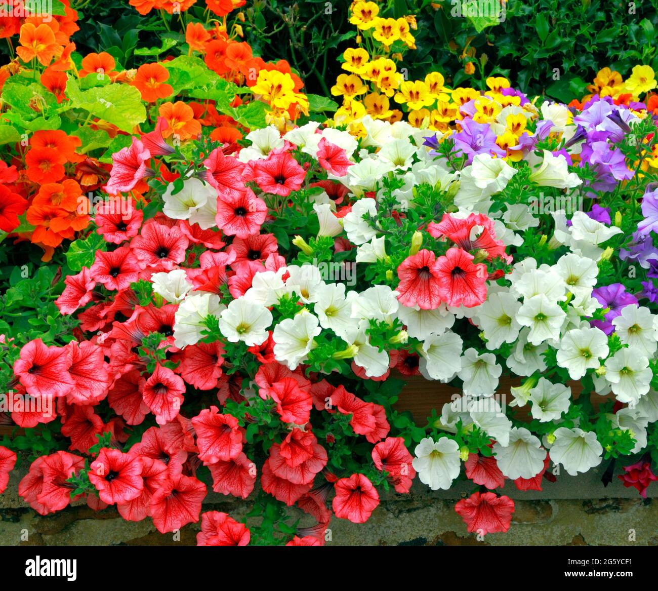 Petunien , vordere Gartenwand, dunkelrosa, orange, weiß, Lila, gelb, verschiedene Farben, Petunien Stockfoto