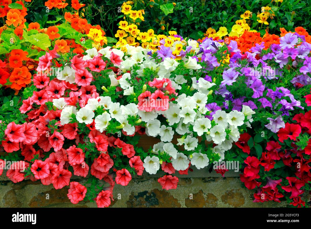 Petunien , vordere Gartenwand, dunkelrosa, orange, weiß, Lila, gelb, verschiedene Farben, Petunien Stockfoto