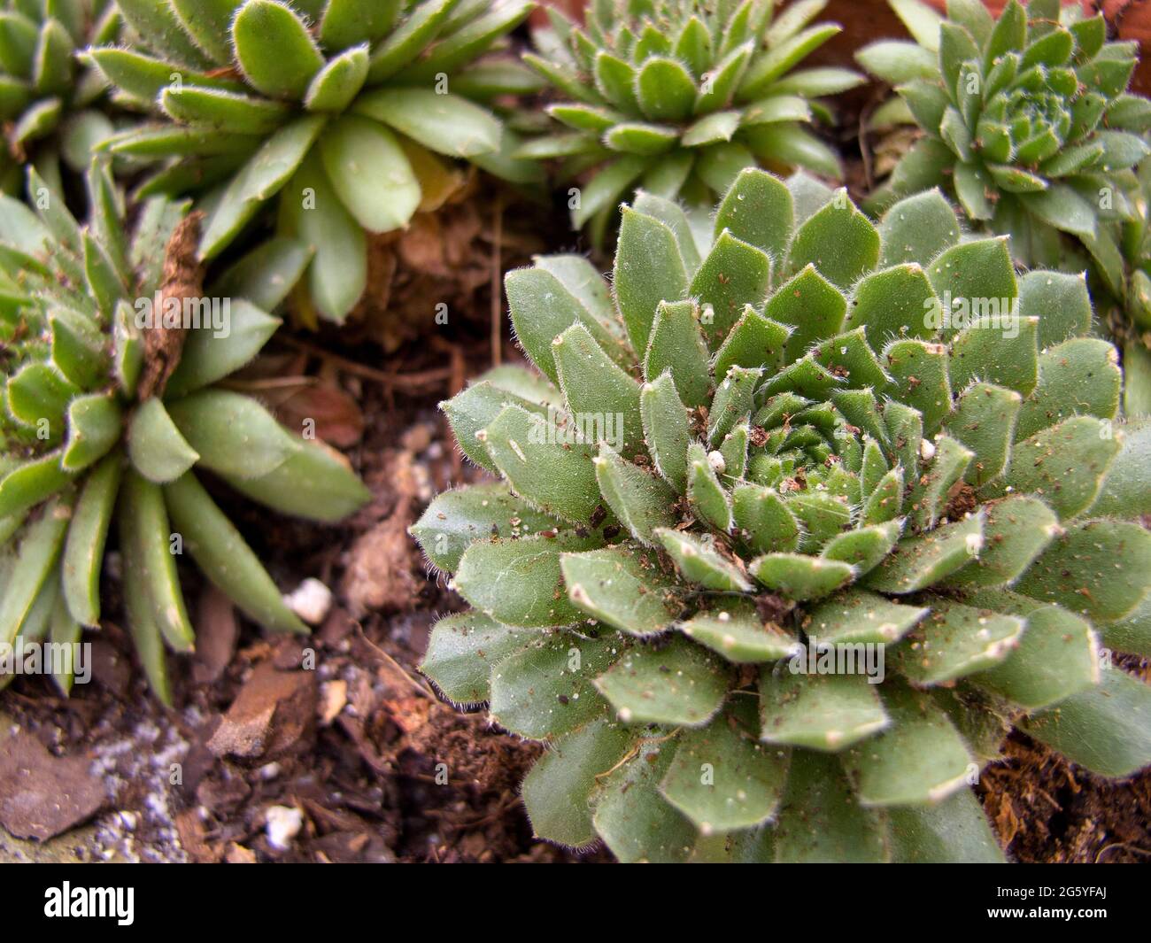 Eine Sammlung von Sukulenten, Sempervivum. Stockfoto