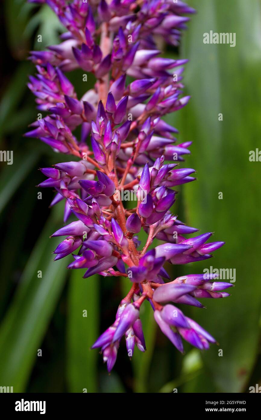 Im Poás Volcano National Park wächst eine exotisch aussehende purpurne Bromeliadpflanze. Stockfoto